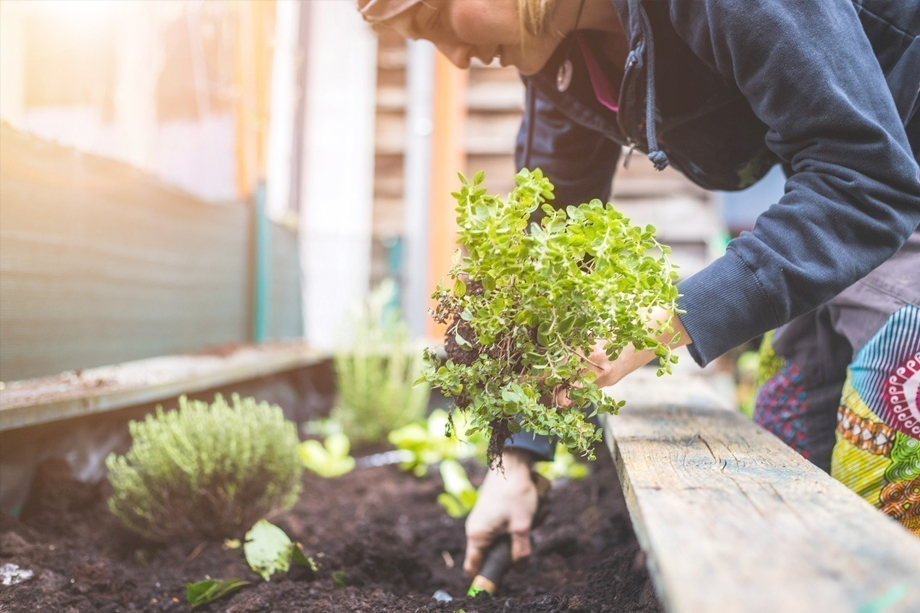 ¿Cómo empezar un huerto? Revisa estos 3 consejos infalibles