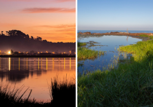 Antofagasta y Biobío tienen dos nuevos Santuarios de la Naturaleza