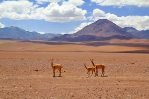 World Travel Awards: Chile postula en 6 categorías en los Oscar del Turismo
