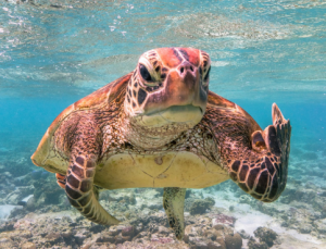 Comedy Wildlife Photography 2020: Estas son las fotos ganadoras del divertido concurso de animales