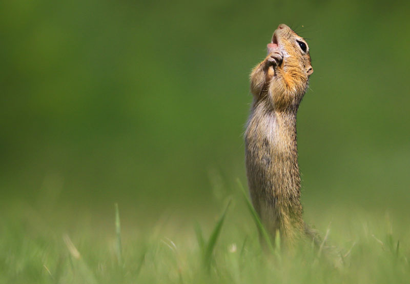 Foto de Roland Kranitz, ganador del premio Affinity Photo People’s Choice.