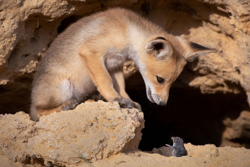 Comedy Wildlife Photography