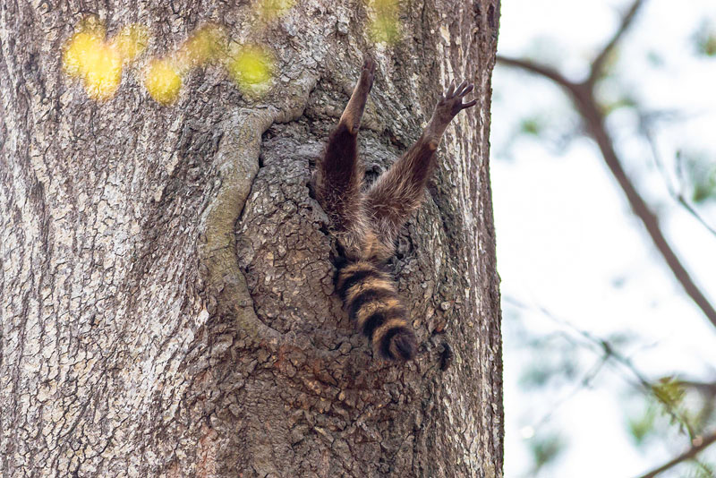 Foto de Charlie Davidson, ganador de la categoría Animals of the Land.