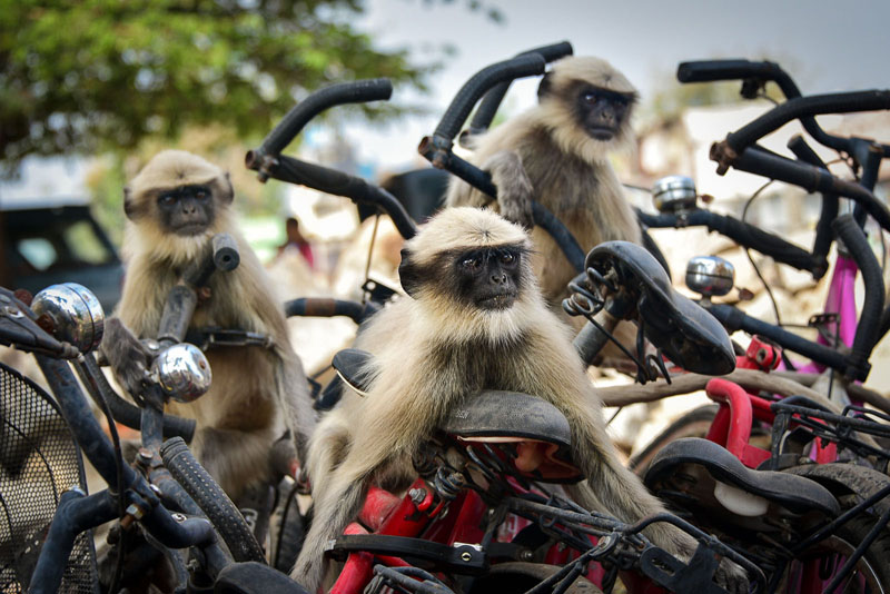 Comedy Wildlife Photography