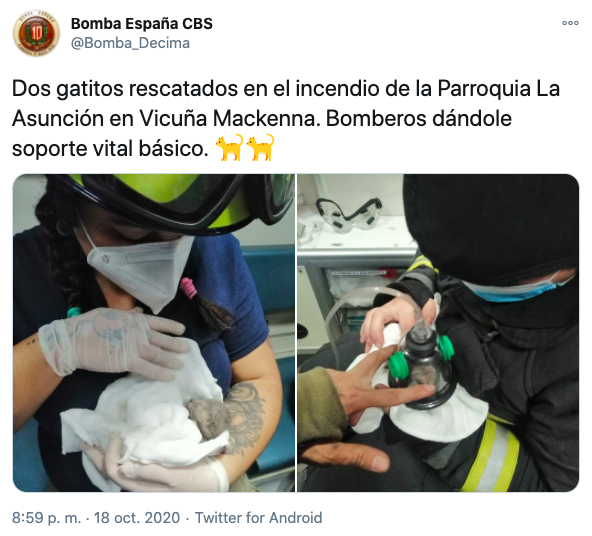 Bomberos Gatitos
