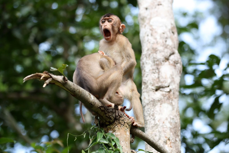 Comedy Wildlife Photography