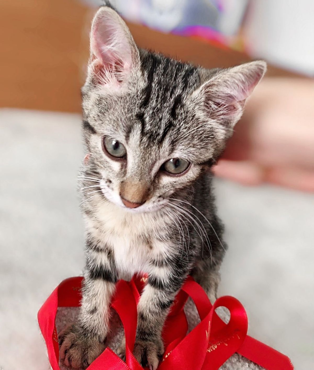 Gala Caldirola Nueva Integrante