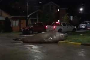 Elefante marino sorprendió a vecinos mientras circulaba por calles de Puerto Cisnes