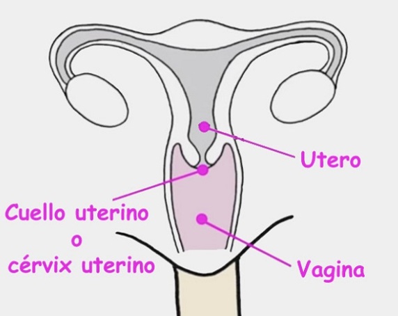 orgasmo cervical o del cérvix