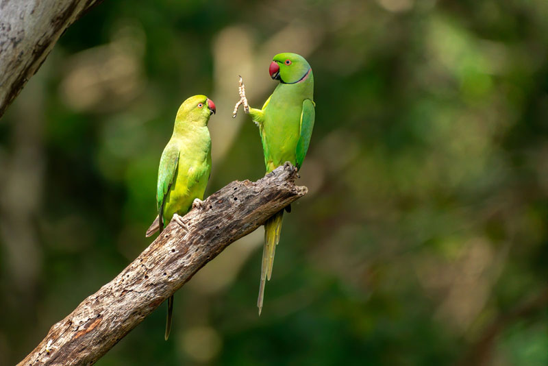 Comedy Wildlife Photography