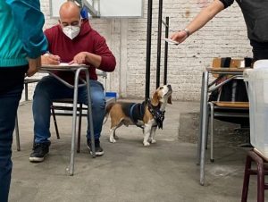Vocal de mesa ejerce su deber acompañado de su mascota