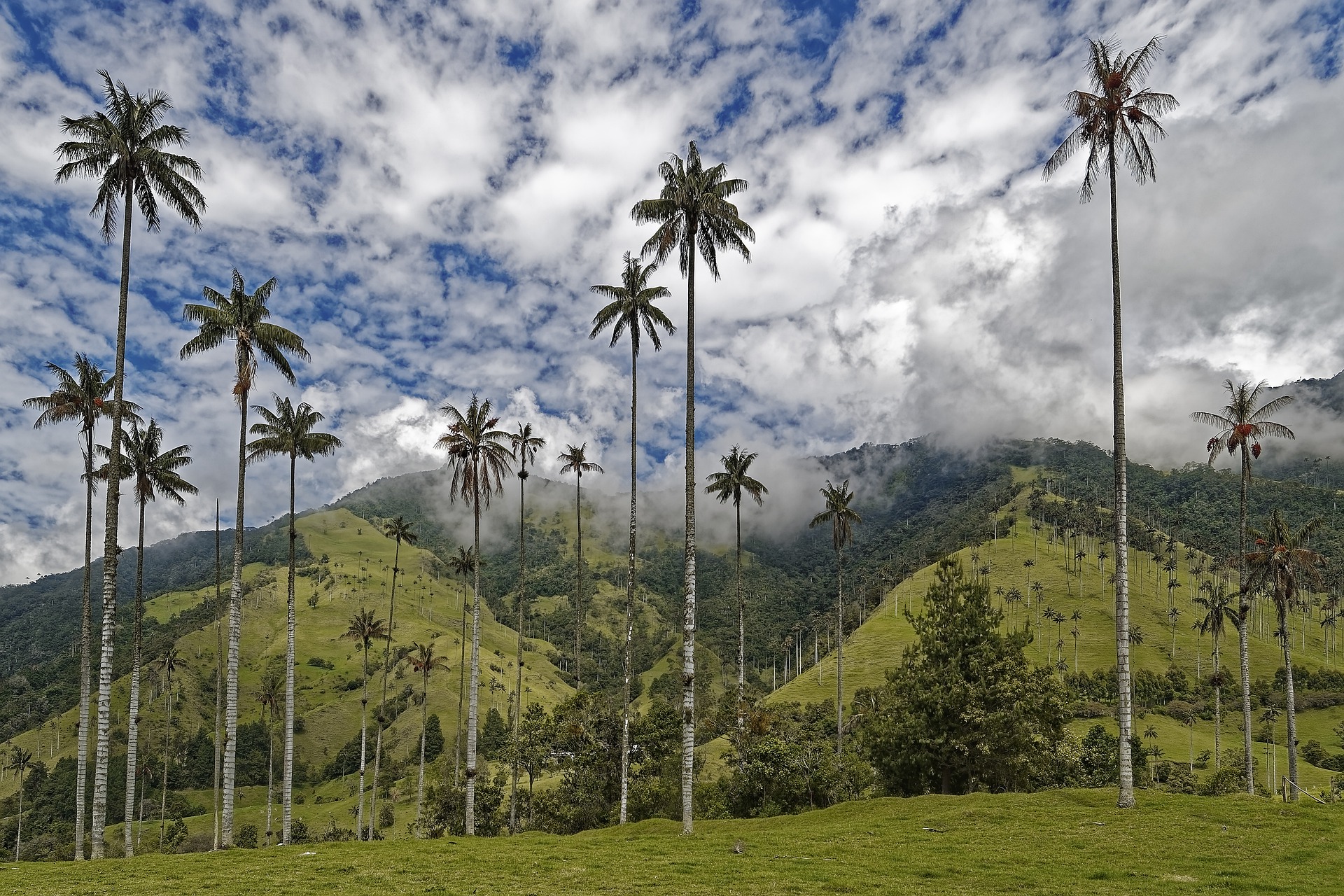 valle del cocora colombia signo zodiacal