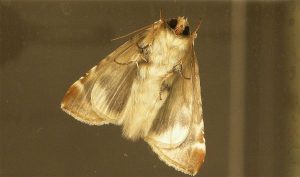 ¿Por qué hay tantas polillas en Santiago? ¿Son peligrosas?