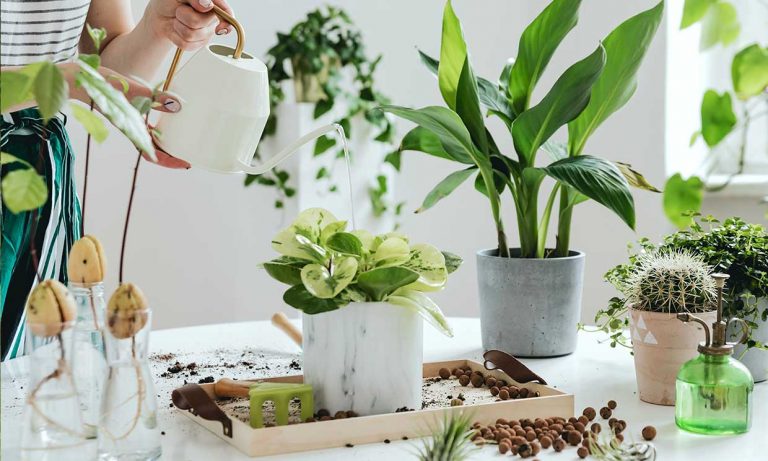 ¿Quieres una planta de interior? Estas son algunas de las mejores opciones