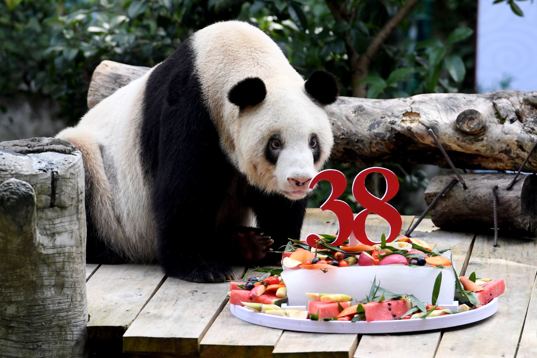 Muere la osa panda más vieja del mundo: tenía casi 40 años