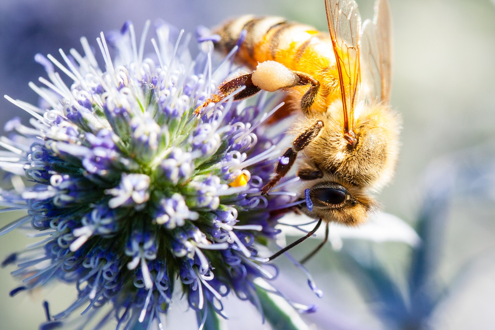 flores acorde a los signos zodiacales 