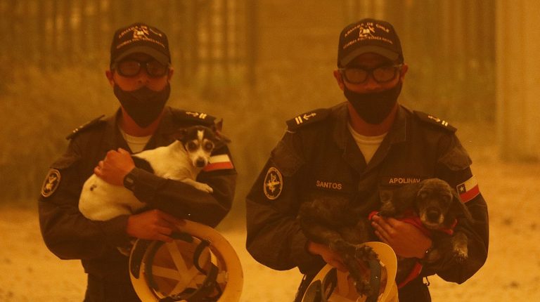 ¿Cómo ayudar a los animales afectados por el incendio en Valparaíso?