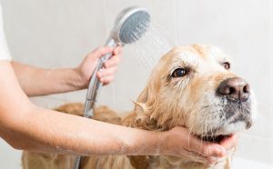 Higiene en las mascotas: Revisa estos consejos para un correcto baño