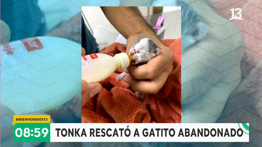 la animadora rescató a un felino recién nacido