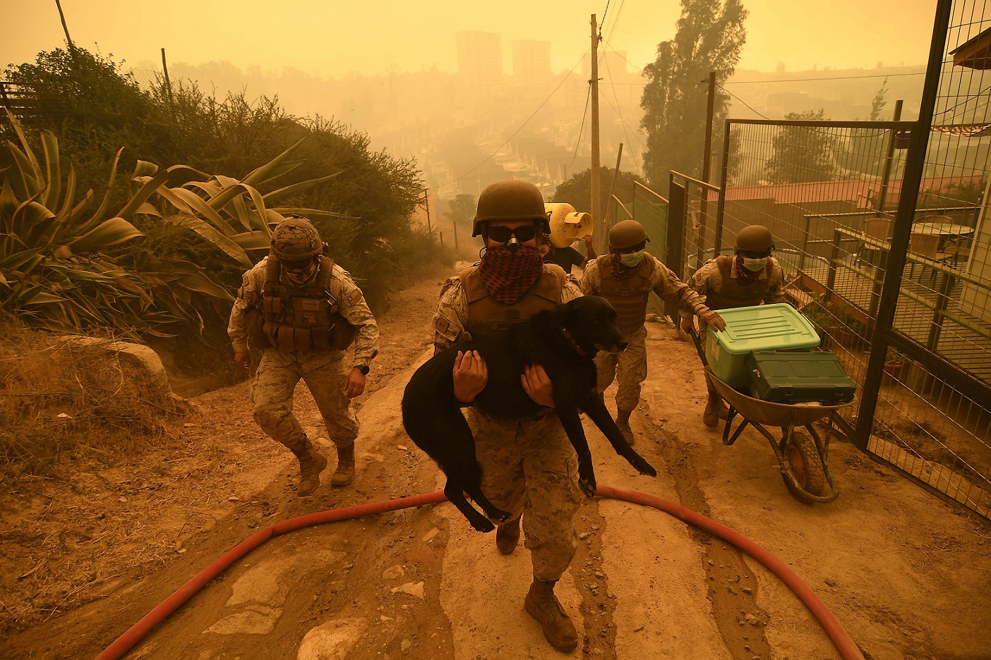 animales incendio valparaiso