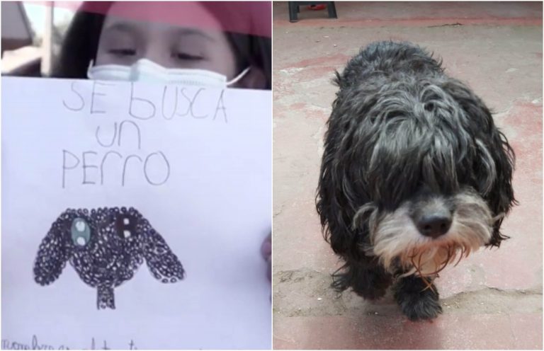 Búsqueda de perrito que se hizo viral tuvo final feliz en "Aquí somos todos"
