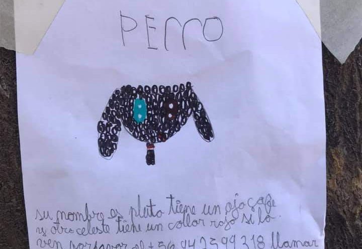 Niña enternece en redes sociales con afiche para encontrar a su perro