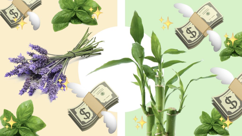 plantas de la suerte