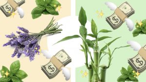 plantas de la suerte