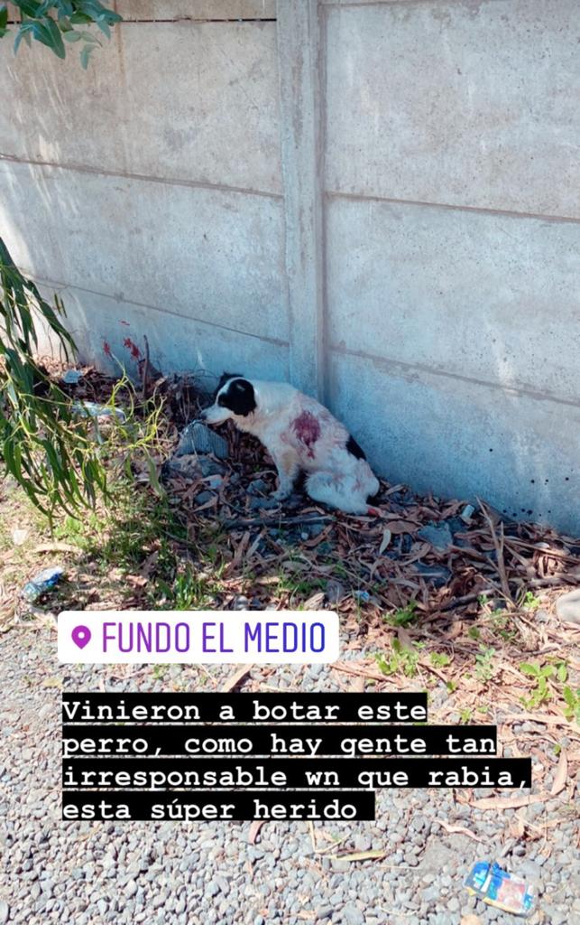 Cota Castelblanco Publicacion