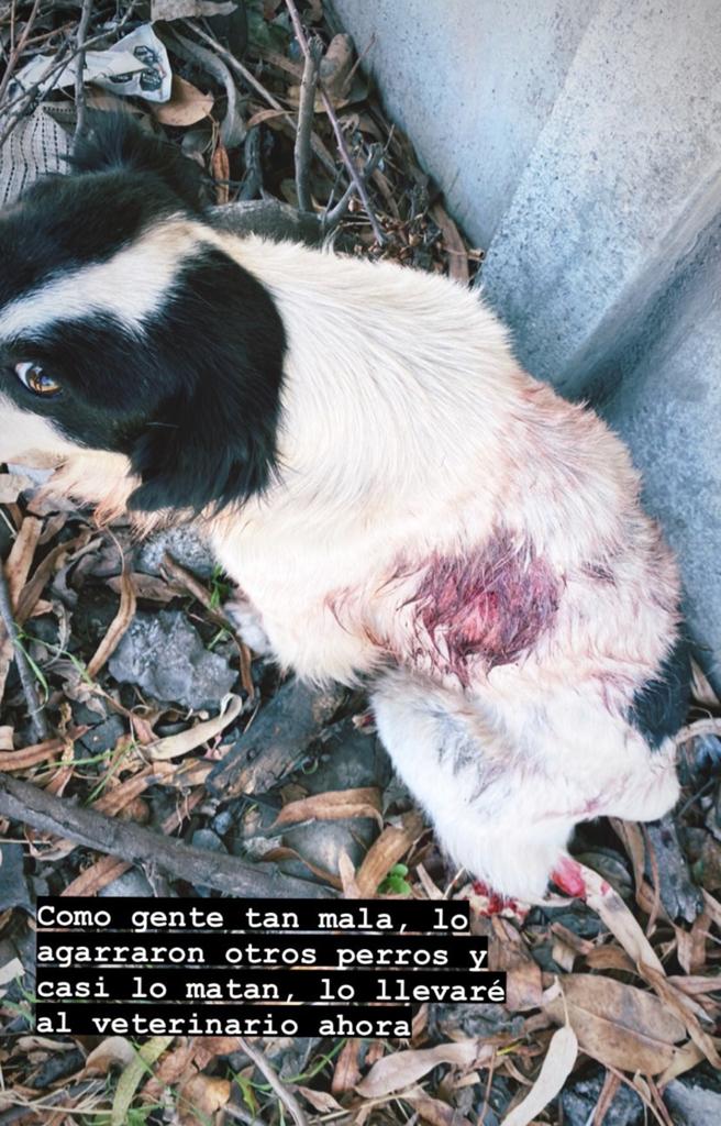 Mensaje Catalina Actriz