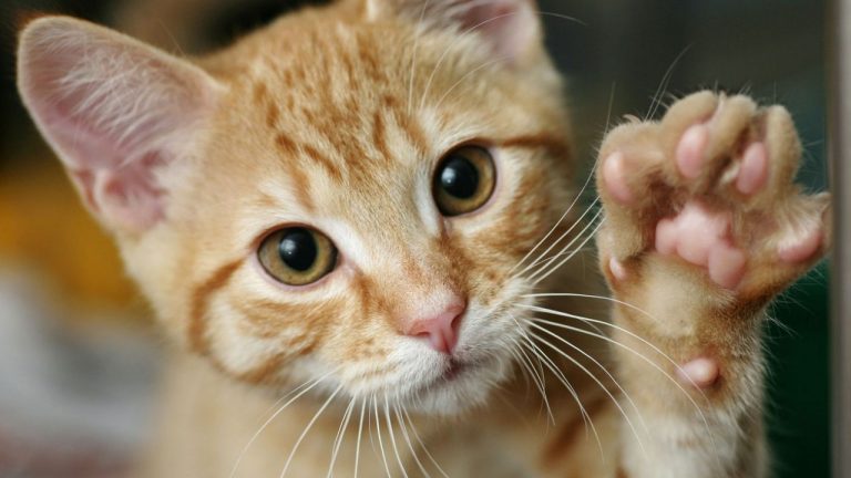 Sernac emite alerta por alimento que causa problema de salud en gatos