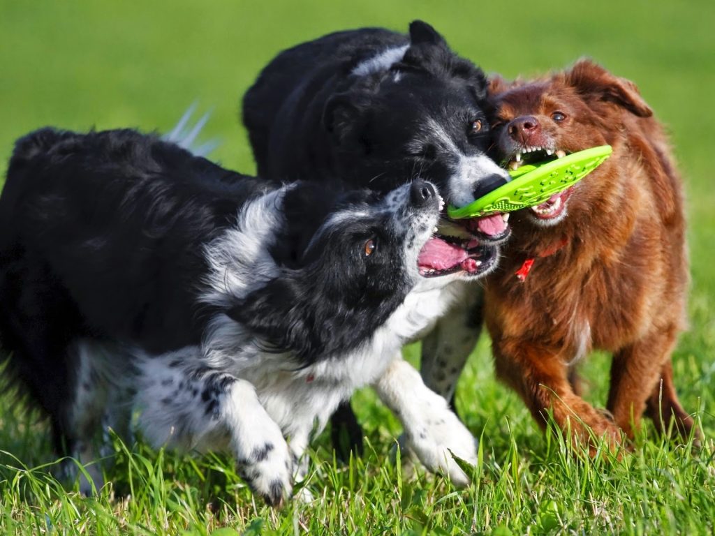 Cuatro comportamientos extraños de tu perro que tienen explicación