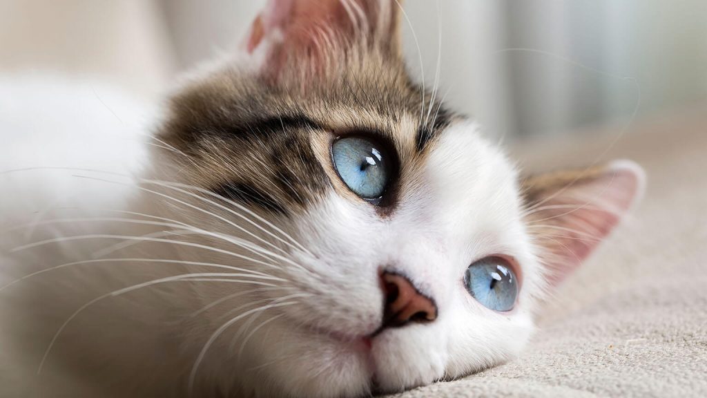 Sernac emite alerta por alimento que causa problema de salud en gatos