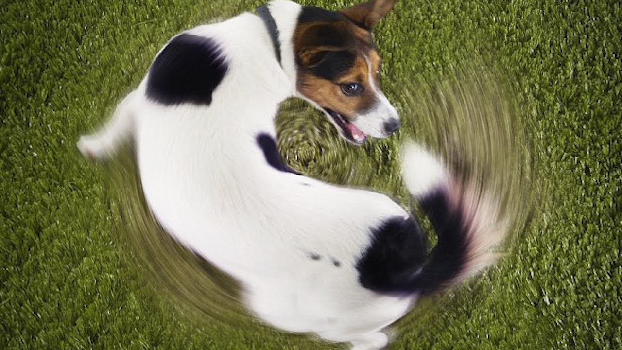 Cuatro extraños comportamientos de tu perro que tienen una explicación