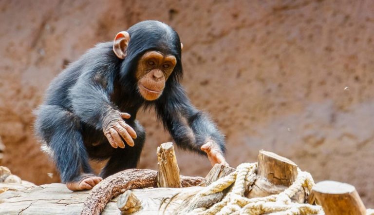 Chimpancé en zoológico celebró y aplaudió al ver nuevos visitantes