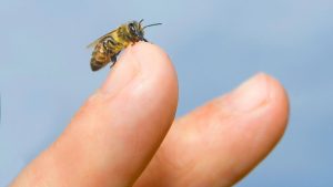 Joven murió por un paro cardiorrespiratorio tras la picadura una abeja