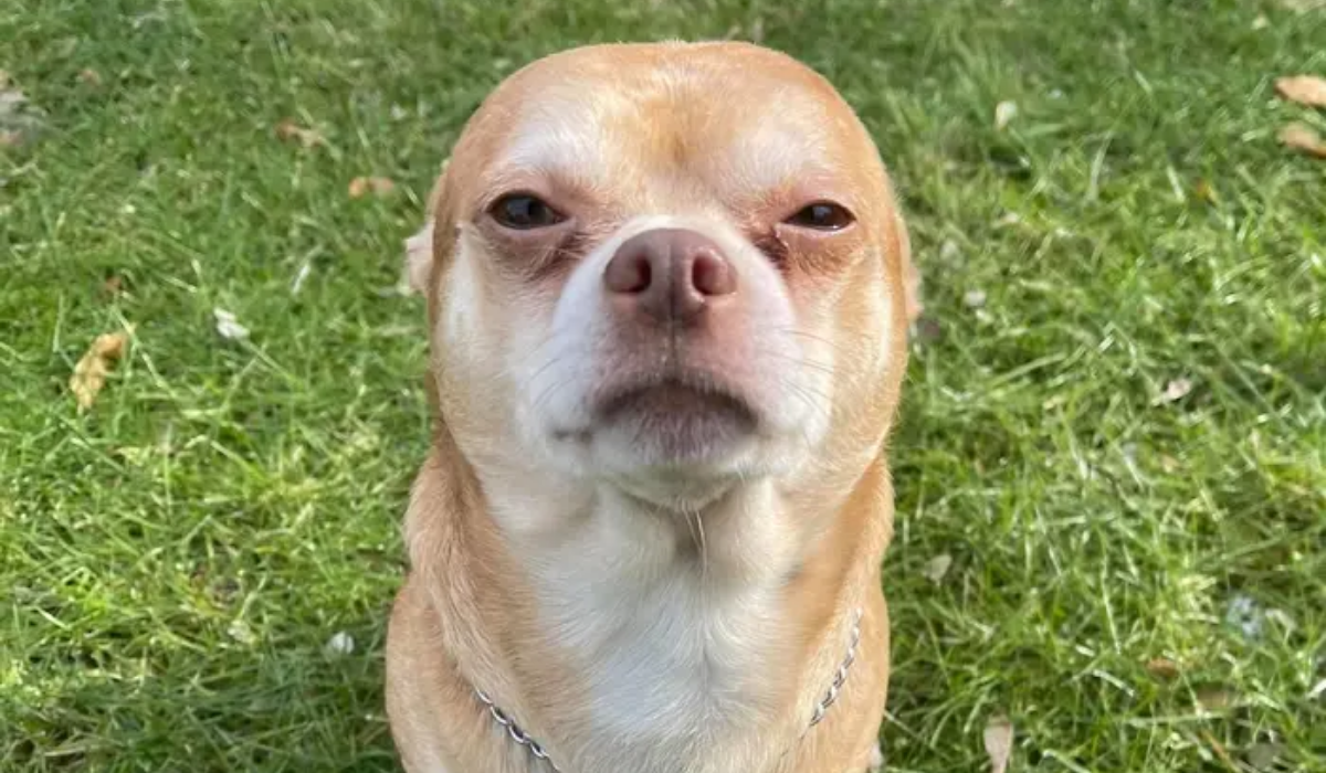 Prancer, el perrito chihuahua que se hizo viral tras declaraciones de su dueña