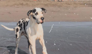 ¡Negaron el vuelo por su peso!: Chilenos desean llevar a su perro a España