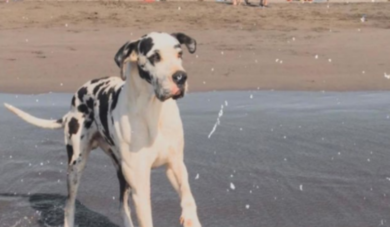 ¡Negaron el vuelo por su peso! Familia hizo campaña para llevar a su perro Santi a España