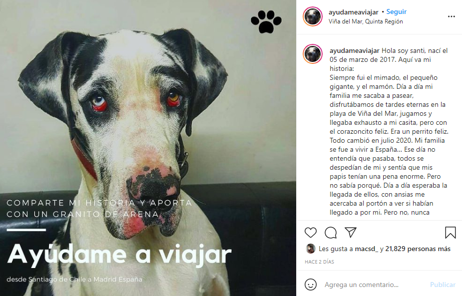 ¡Negaron el vuelo por su peso!: Chilenos desean llevar a su perro a España