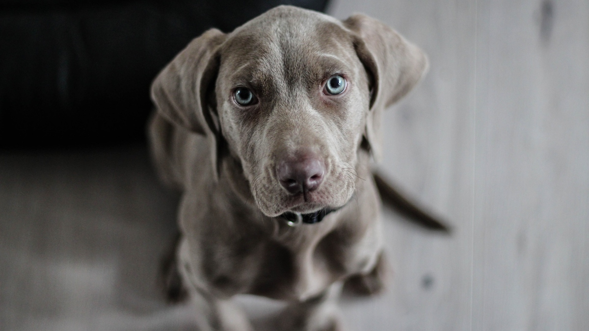 ¡Todo un héroe! Perrito salvó a su humana del ataque de su esposo