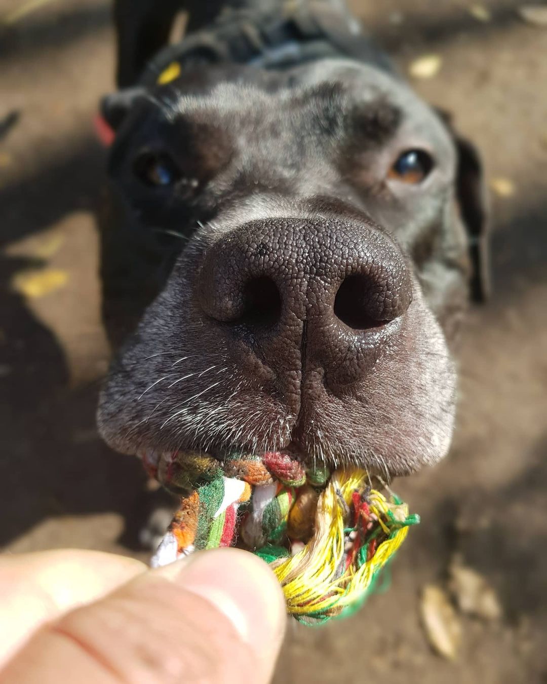 Pascual Fernández Cuenta Que Falleció Su Perrito