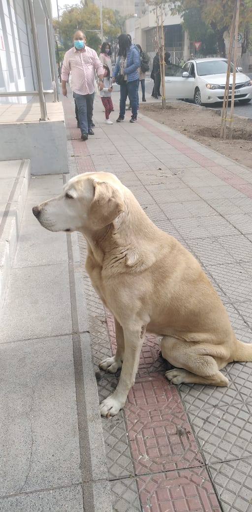 Perrita Espera A Su Dueno En Votacion