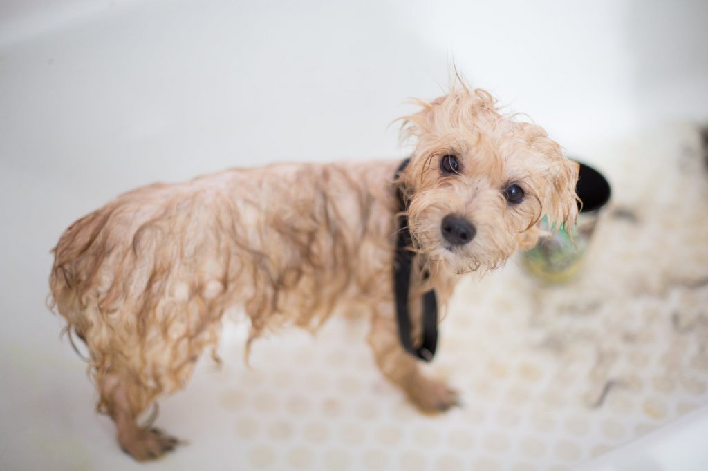 ¿Cada cuánto tiempo debes bañar a tu perro? Tips para cuidarlo en casa