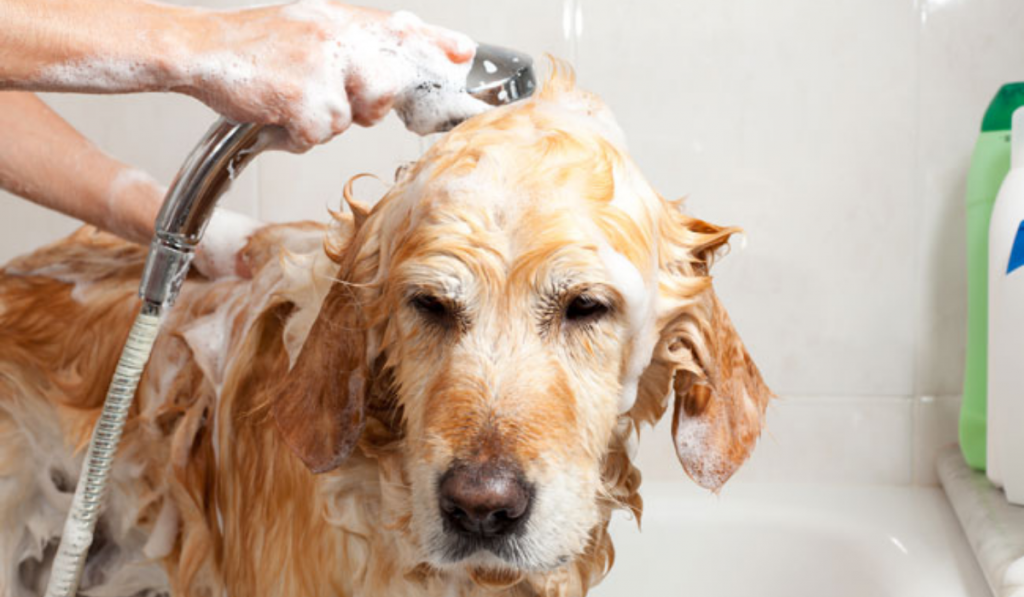 ¿Cada cuánto tiempo debes bañar a tu perro? Tips para cuidarlo en casa