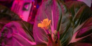 ¡Espectacular! Astronauta de la Nasa cosechó con éxito plantas en el espacio