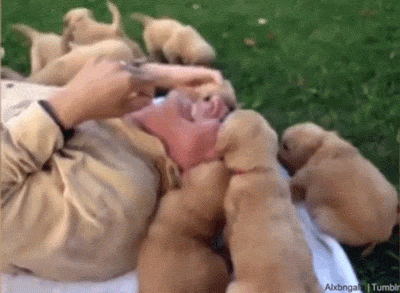 Camada De Cachorros Felicidad