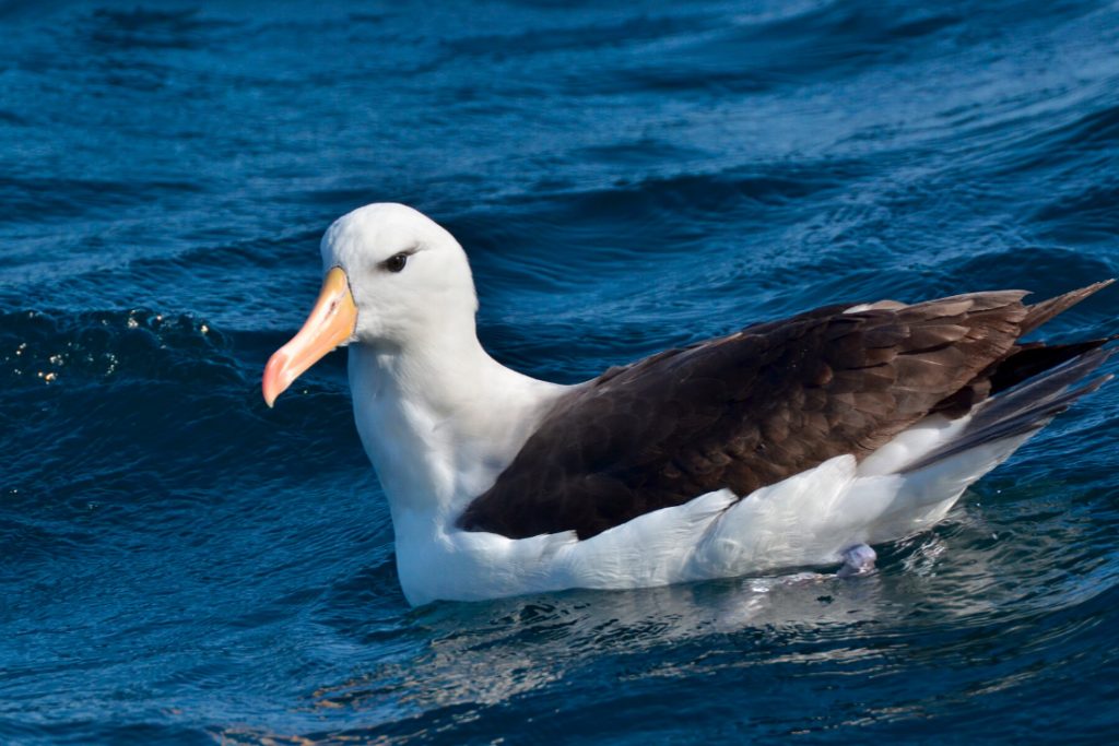 Gaviota