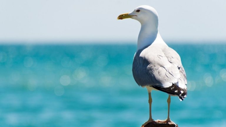 Gaviota Chilena