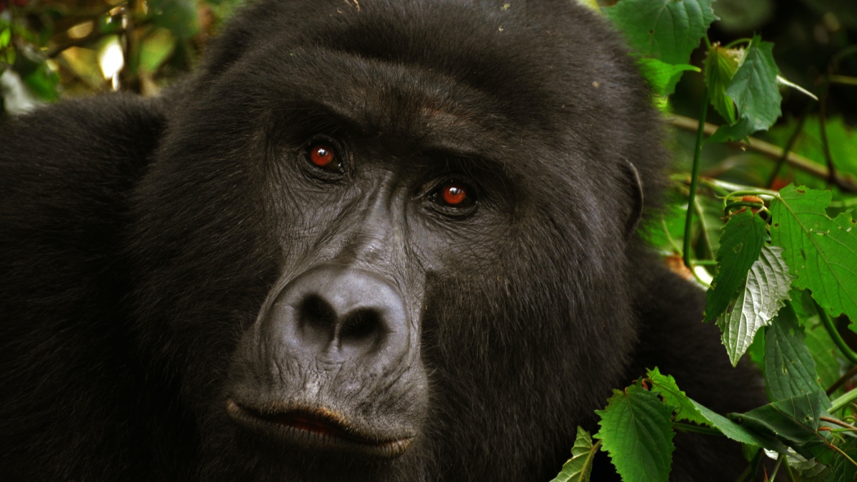 ¡Momento de ternura! Gorila le muestra su cría a una humana que estaba con su bebé